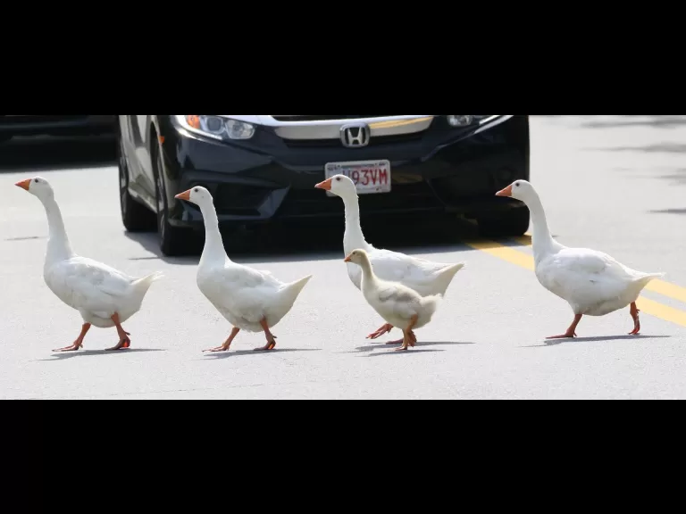 Canada geese at Hager Pond in Marlborough, photographed by Steve Forman.