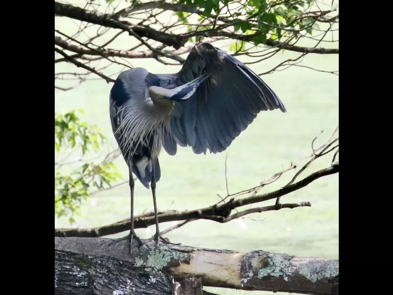 Canada geese at Hager Pond in Marlborough, photographed by Steve Forman.