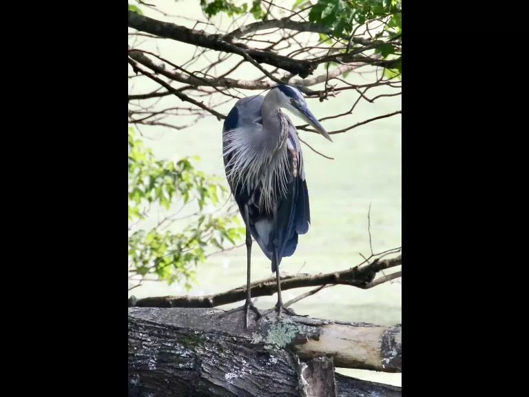 Canada geese at Hager Pond in Marlborough, photographed by Steve Forman.