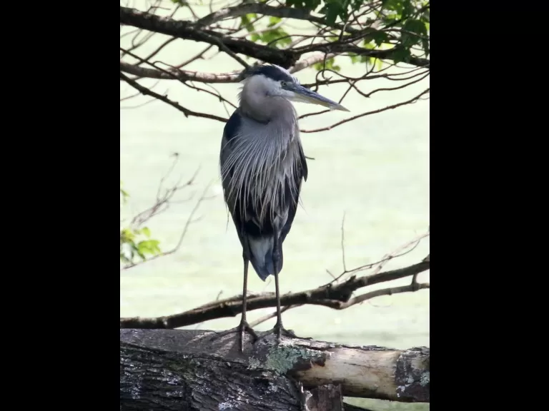 Canada geese at Hager Pond in Marlborough, photographed by Steve Forman.