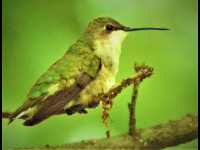 A ruby-throated hummingbird in Harvard, photographed by Robin Right.