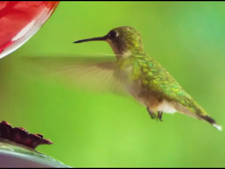 A ruby-throated hummingbird in Harvard, photographed by Robin Right.
