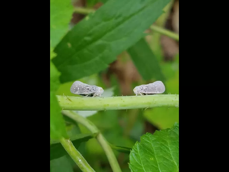Citrus flatid planthoppers in Northborough, photographed by Marnie Frankian.