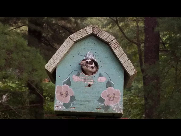 A downy woodpecker at a birdhouse in Maynard, photographed by Lisa Vernegaard.
