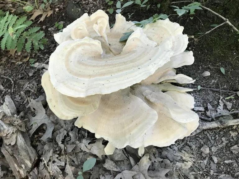 Berkeley's polypore at the Natick Town Forest, photographed by Michael Sanders.
