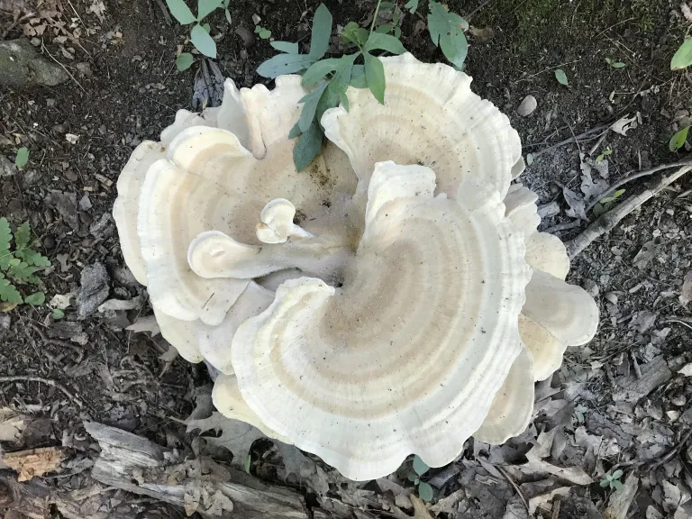 Berkeley's polypore at the Natick Town Forest, photographed by Michael Sanders.