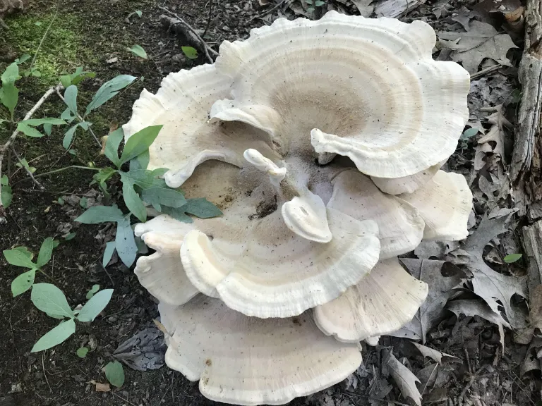 Berkeley's polypore at the Natick Town Forest, photographed by Michael Sanders.