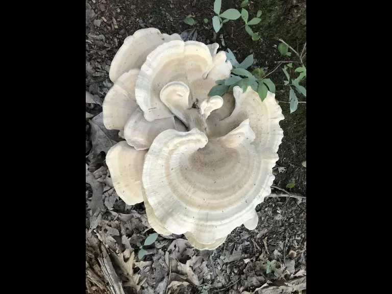 Berkeley's polypore at the Natick Town Forest, photographed by Michael Sanders.