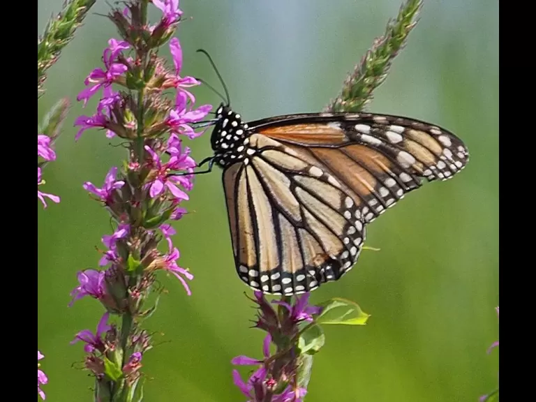 A monarch butterfly in Wayland, photographed by Joan Chasan.