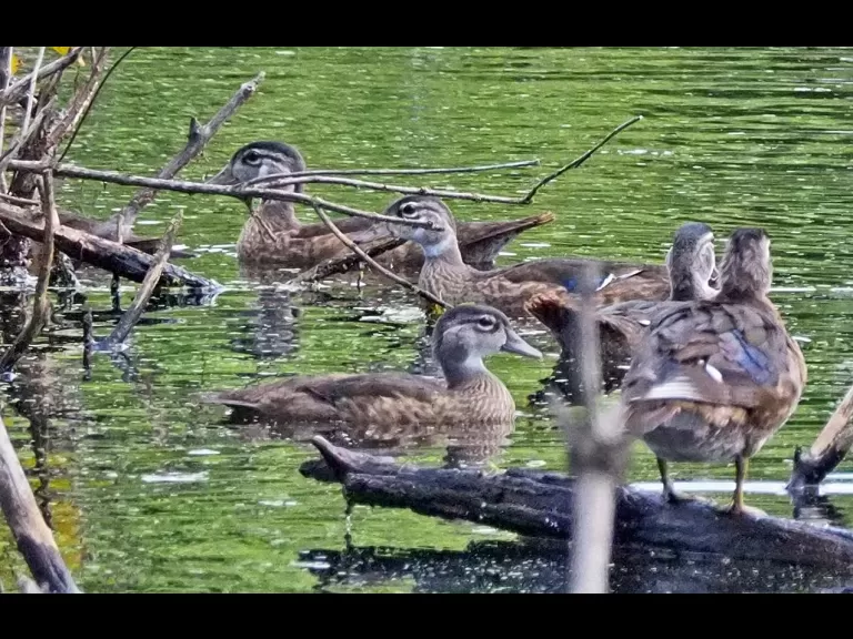 A monarch butterfly in Wayland, photographed by Joan Chasan.