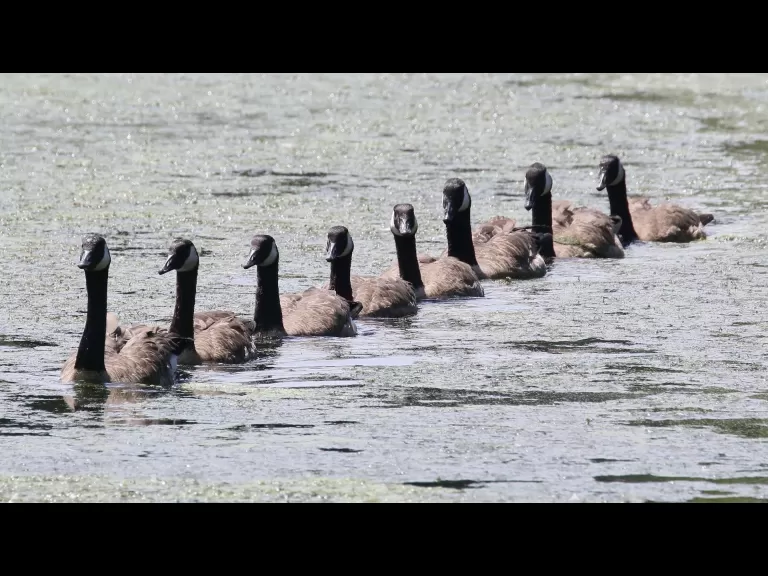 Canada geese at Hager Pond in Marlborough, photographed by Steve Forman.