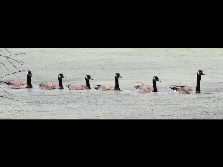 Canada geese at Hager Pond in Marlborough, photographed by Steve Forman.