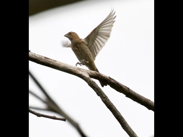 A house finch at Breakneck Hill Conservation Land in Southborough, photographed by Steve Forman.