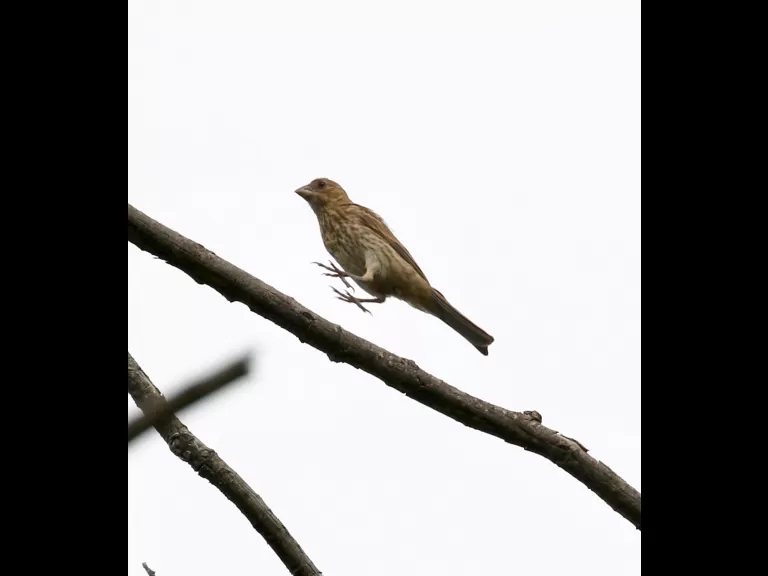 A house finch at Breakneck Hill Conservation Land in Southborough, photographed by Steve Forman.