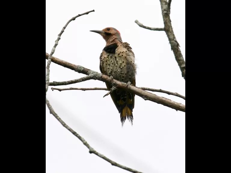 A house finch at Breakneck Hill Conservation Land in Southborough, photographed by Steve Forman.