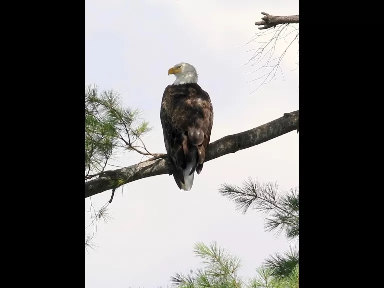 A bald eagle at Foss Reservoir in Framingham, photographed by Steve Forman.