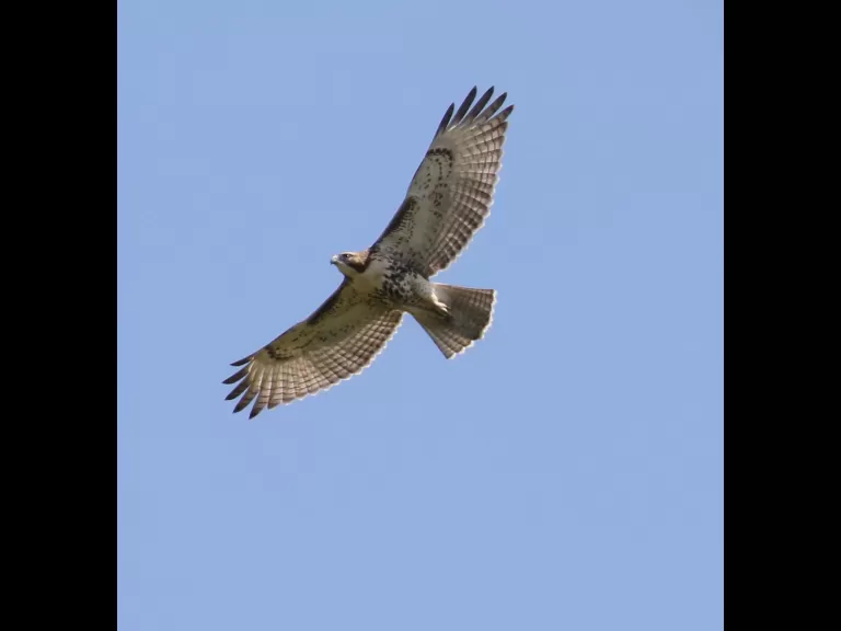 A monarch butterfly at Breakneck Hill Conservation Land in Southborough, photographed by Steve Forman.