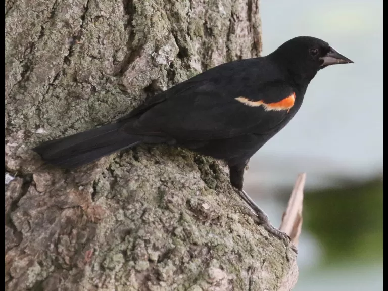 A red-winged blackbird at Hager Pond in Marlborough, photographed by Steve Forman.