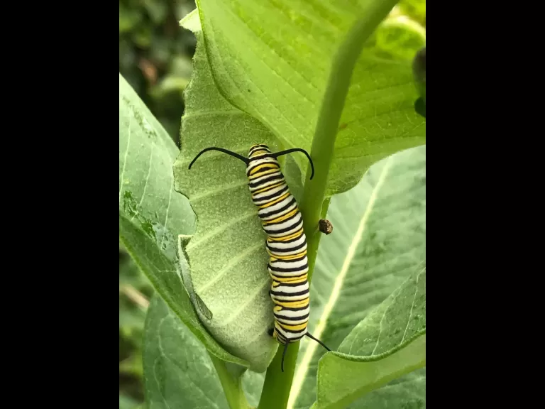 A monarch butterfly caterpillar in Wayland, photographed by Mimsy Beckwith.