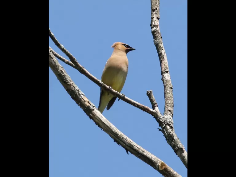 A cedar waxwing at Breakneck Hill Conservation Land in Southborough, photographed by Steve Forman.