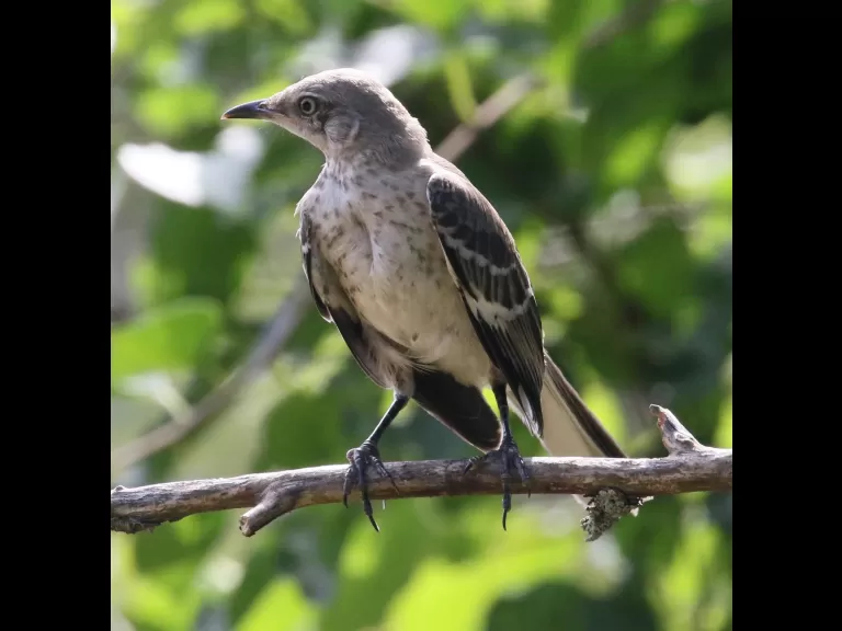 A cedar waxwing at Breakneck Hill Conservation Land in Southborough, photographed by Steve Forman.