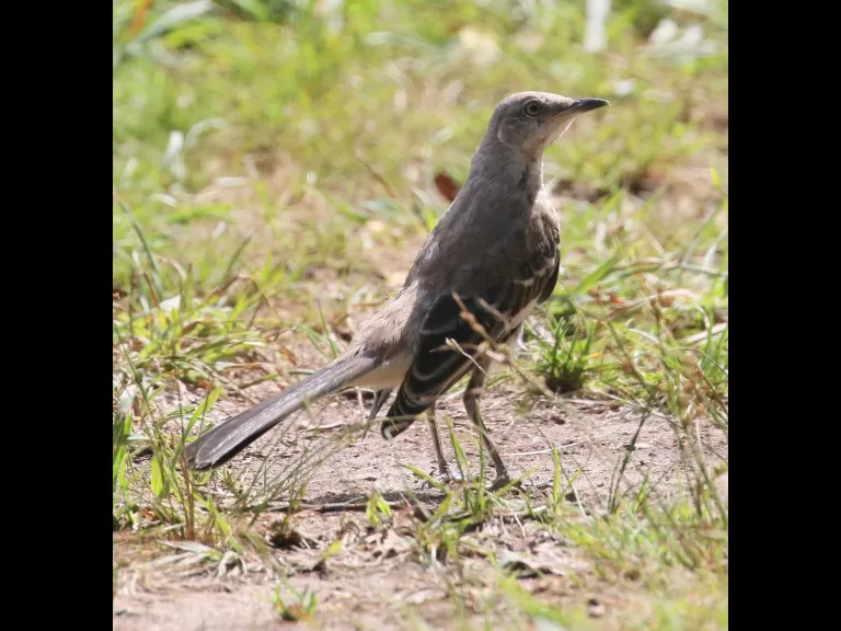 A cedar waxwing at Breakneck Hill Conservation Land in Southborough, photographed by Steve Forman.