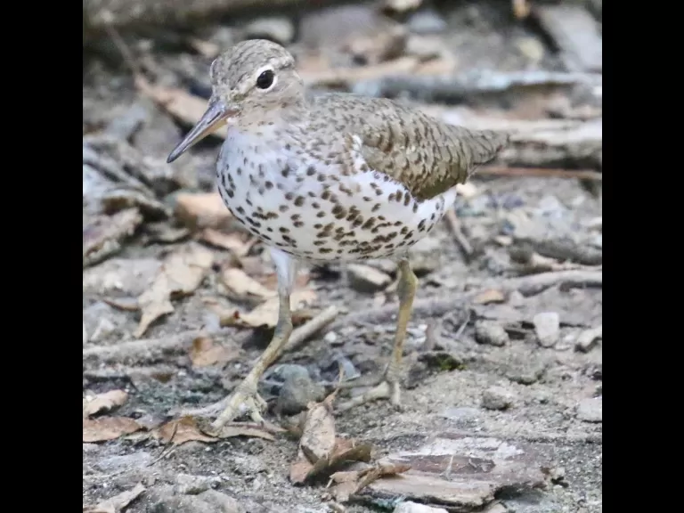 A brown-headed cowbird at Hager Pond in Marlborough, photographed by Steve Forman.