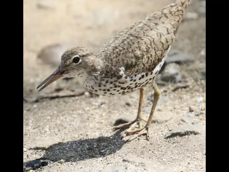 A brown-headed cowbird at Hager Pond in Marlborough, photographed by Steve Forman.
