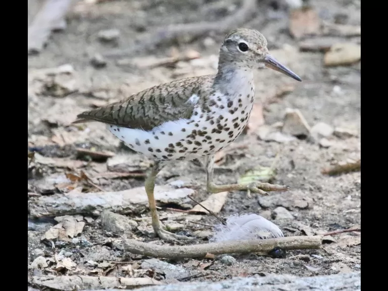 A brown-headed cowbird at Hager Pond in Marlborough, photographed by Steve Forman.