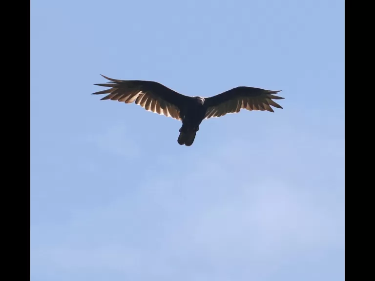 A cedar waxwing at Breakneck Hill Conservation Land in Southborough, photographed by Steve Forman.