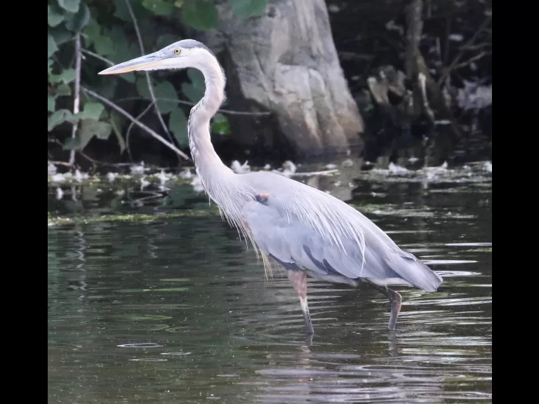 A great blue heron at Hager Pond in Marlborough, photographed by Steve Forman.
