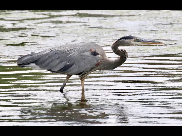 A great blue heron at Hager Pond in Marlborough, photographed by Steve Forman.