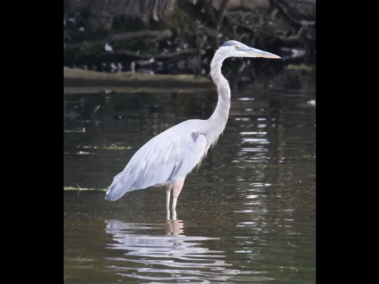 A great blue heron at Hager Pond in Marlborough, photographed by Steve Forman.
