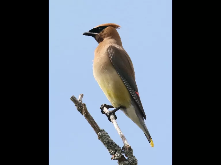 A cedar waxwing at Breakneck Hill Conservation Land in Southborough, photographed by Steve Forman.