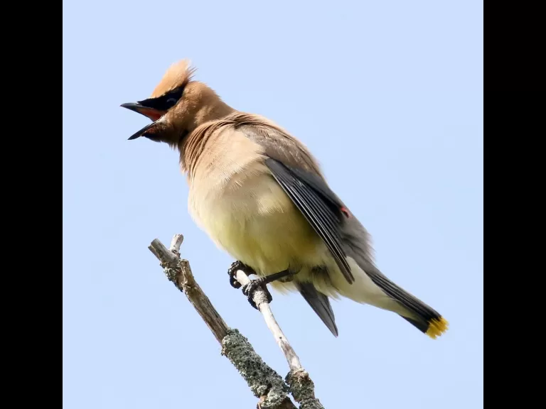 A cedar waxwing at Breakneck Hill Conservation Land in Southborough, photographed by Steve Forman.