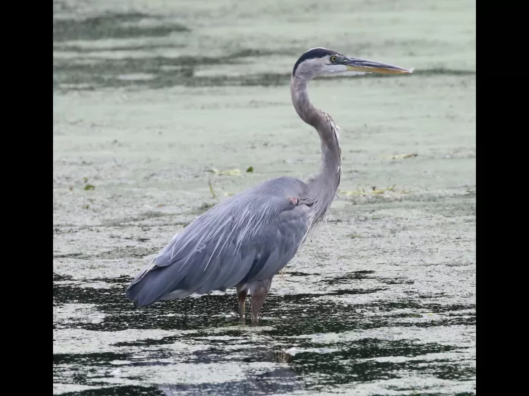 A great blue heron at Hager Pond in Marlborough, photographed by Steve Forman.