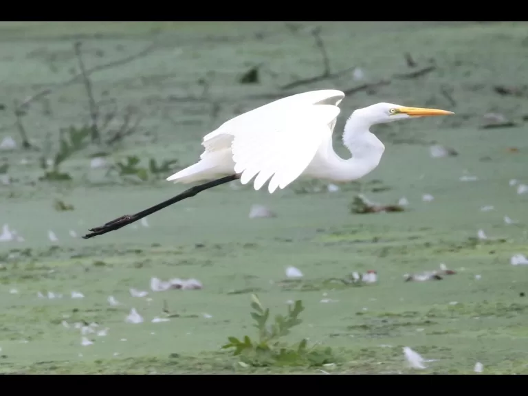 A great blue heron at Hager Pond in Marlborough, photographed by Steve Forman.