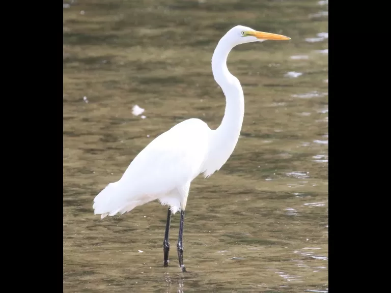 A great blue heron at Hager Pond in Marlborough, photographed by Steve Forman.