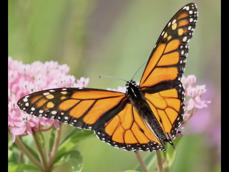 A monarch butterfly at Farm Pond in Framingham, photographed by Steve Forman.