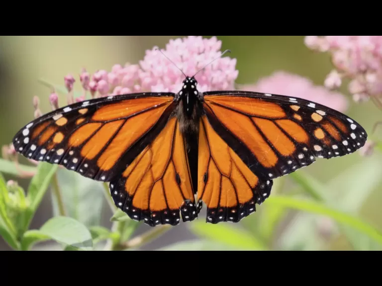 A monarch butterfly at Farm Pond in Framingham, photographed by Steve Forman.