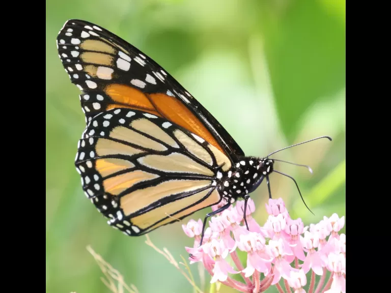 A monarch butterfly at Farm Pond in Framingham, photographed by Steve Forman.