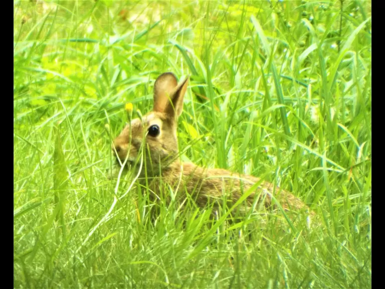 A cotton-tailed rabbit in Harvard, photographed by Robin Right.