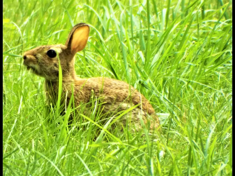 A cotton-tailed rabbit in Harvard, photographed by Robin Right.