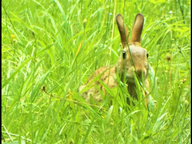 A cotton-tailed rabbit in Harvard, photographed by Robin Right.