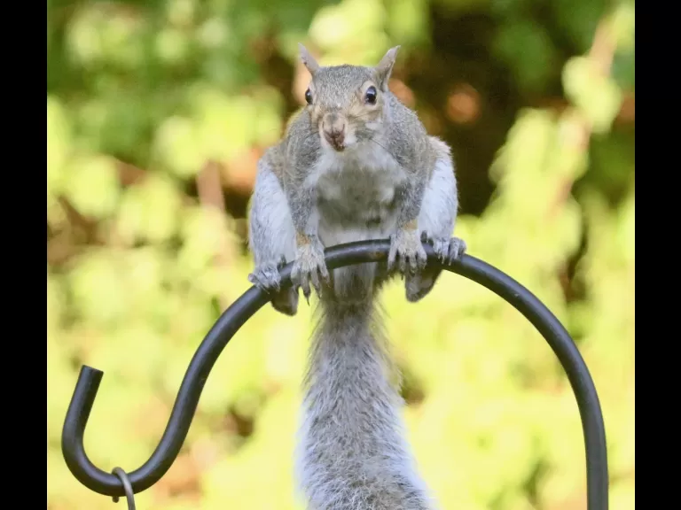 A cotton-tailed rabbit in Framingham, photographed by Steve Forman.