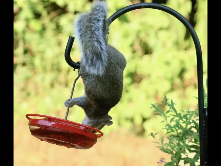 A cotton-tailed rabbit in Framingham, photographed by Steve Forman.
