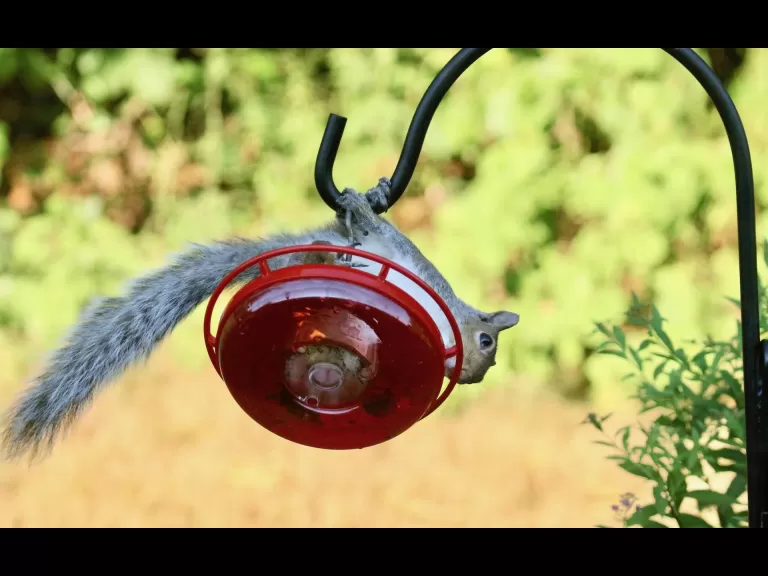 A cotton-tailed rabbit in Framingham, photographed by Steve Forman.