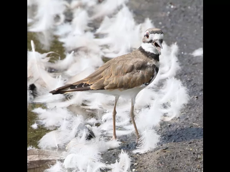 A house sparrow at Hager Pond in Marlborough, photographed by Steve Forman.