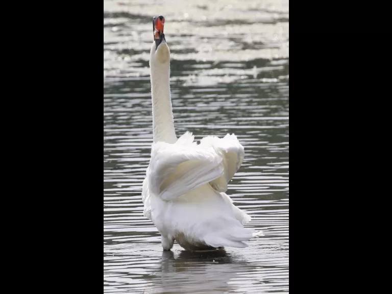 A house sparrow at Hager Pond in Marlborough, photographed by Steve Forman.
