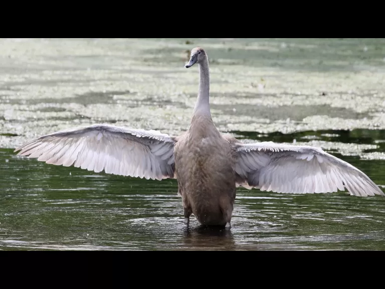 A house sparrow at Hager Pond in Marlborough, photographed by Steve Forman.